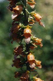 Digitalis laevigata ssp graeca